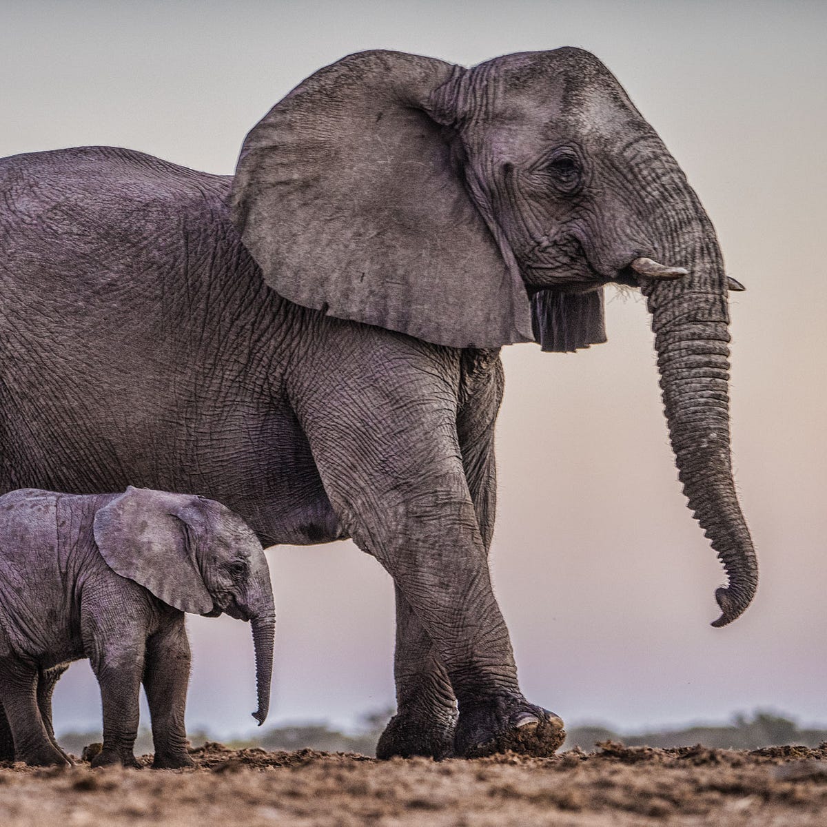 birds eye view elephant