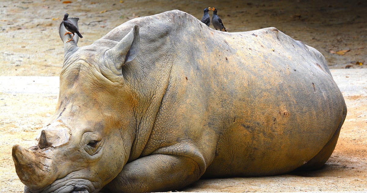 How Much Is a Species Worth?. Conservationists donâ€™t often consider