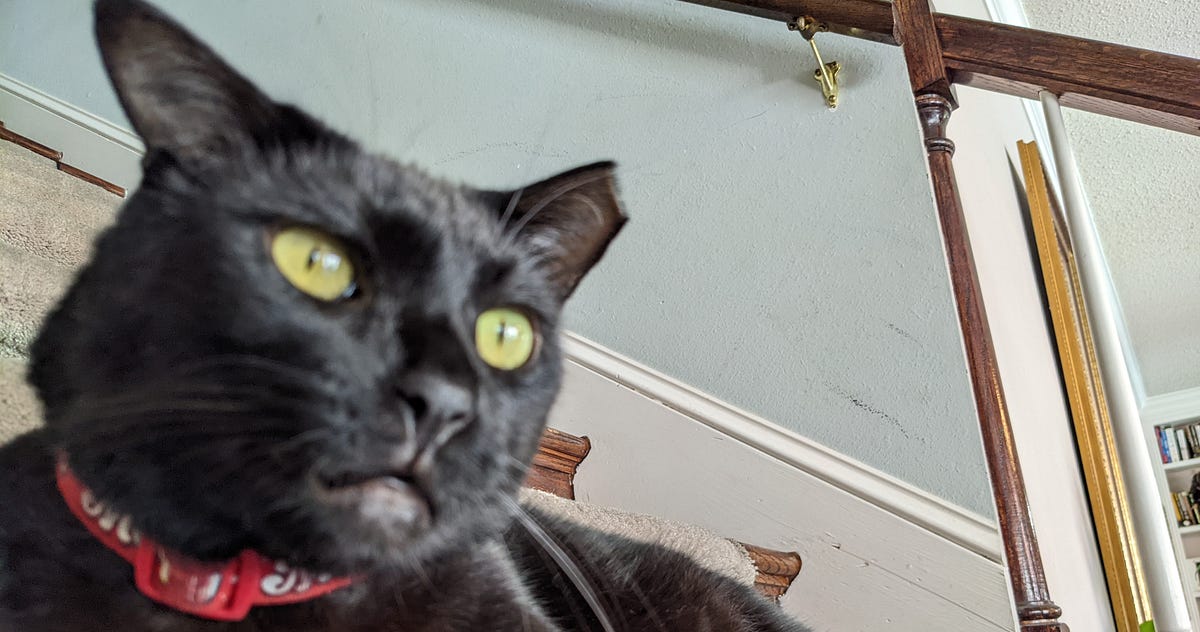 SleepDeprived Cat Purrs fur Help The Daily Cuppa