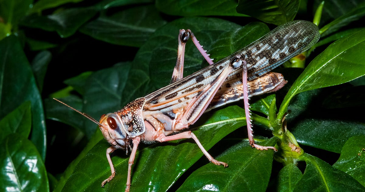 Locust Swarms Are Getting So Big That We Need Radar to Track Them