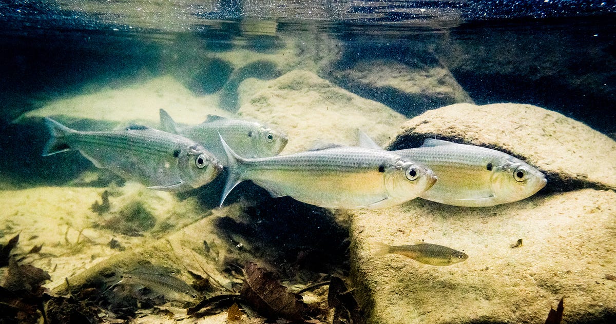 Nature returns When dams come down, fish come back by Lauri Munroe