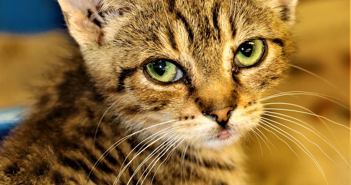 4 Smart Tips to Potty Train Your Cat or Kitten for the Litter Box Catness