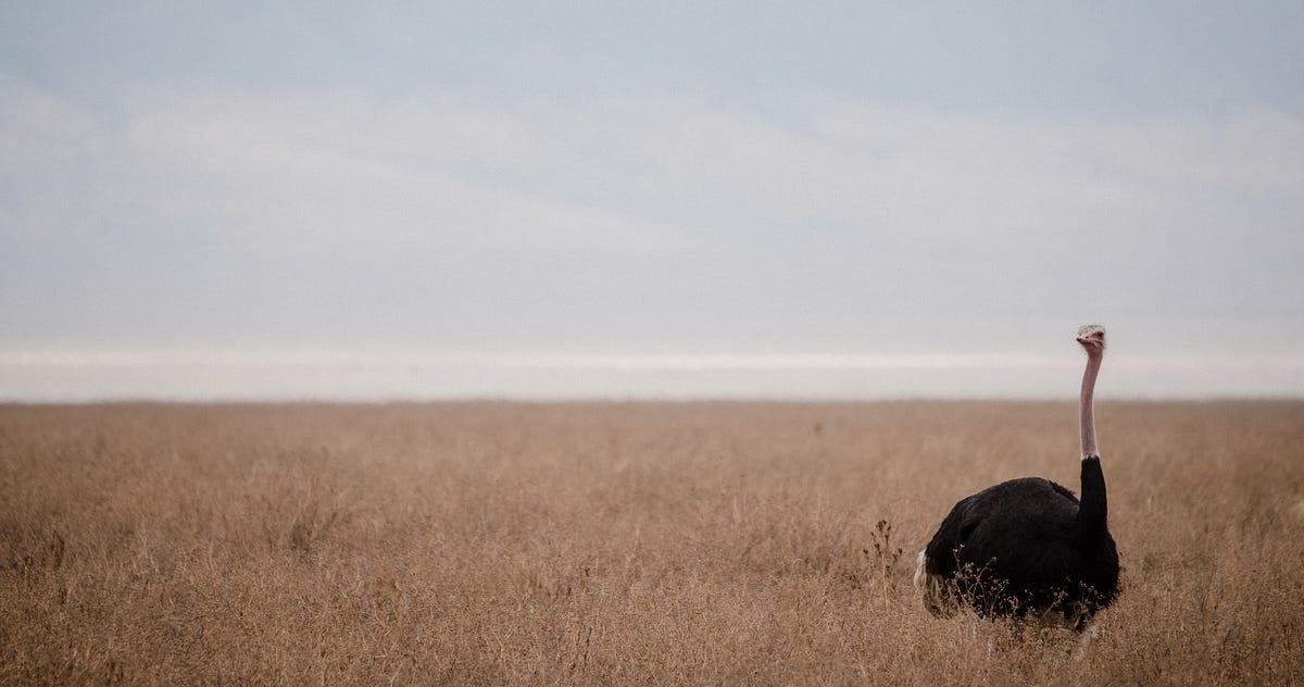 If Ostriches Could Fly…. Transformers as Soft Reasoners over… | by