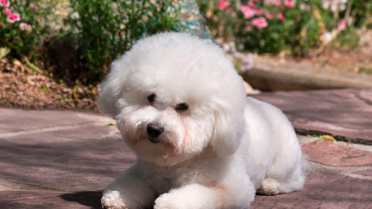 eye comb for dogs