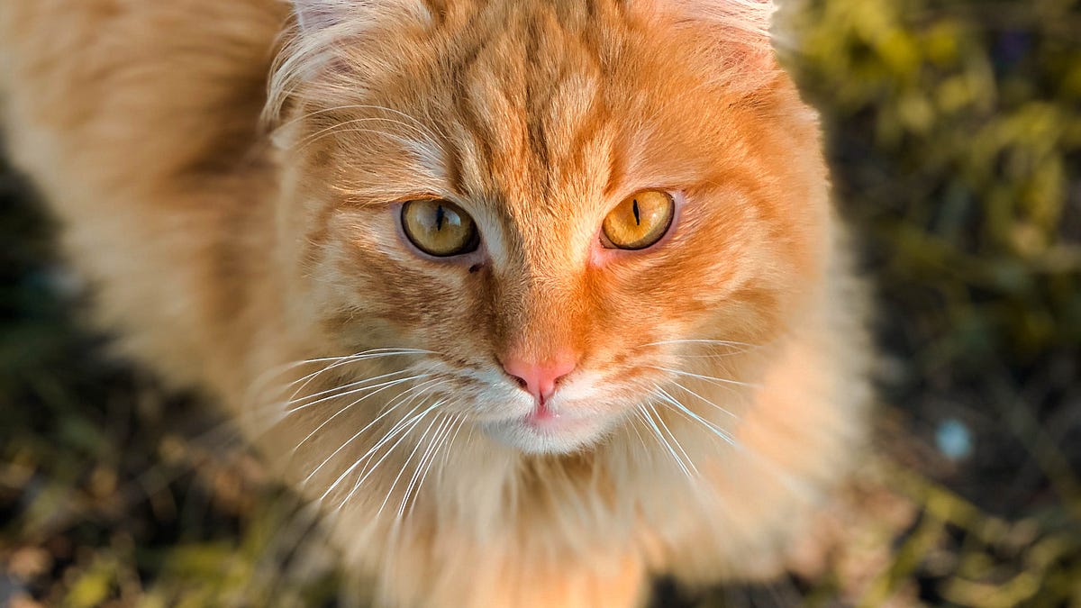 Babette There Are Few Females Who Can Walk Into By Pam Saraga Catness Medium