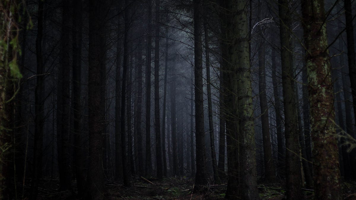 The Dark Forest Theory of the Internet | by Yancey Strickler | OneZero