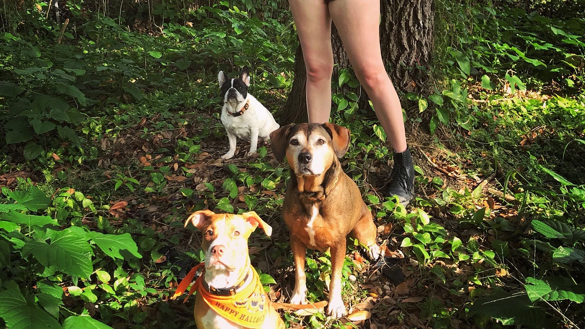 Your Dog Doesn't Care If You're a Lesbian | by Kristen Arnett | Medium Your Dog Doesn't Care If You're a Lesbian | by Kristen Arnett | Medium