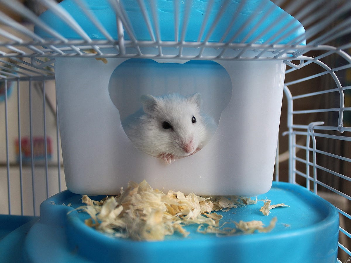 extra hamster