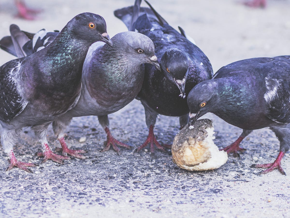 How long can a pigeon survive without food