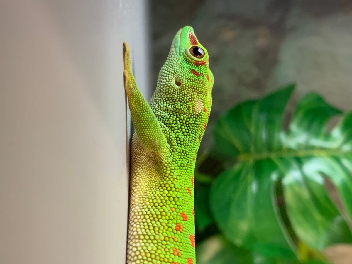 reptile hut exotic pet store