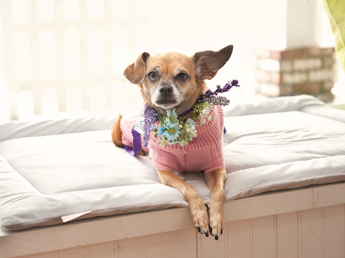 chihuahua pulling sled