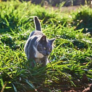 How I Saved My Cat S Life With A Sledgehammer And A Selfie Stick