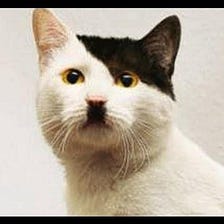 Hear My Meow: Hitler Kitty’s First Manifesto
