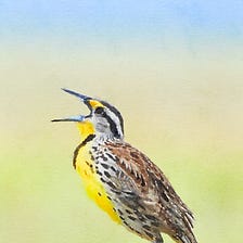 Rachel Carson On The Art Of Listening To Nature