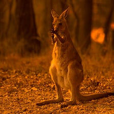 ‘1 Billion Animals Killed’ In Australia’s Wildfires May Only Be the Beginning