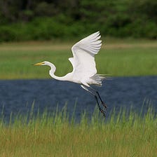 The Salt Marshes Can’t Save Us Now