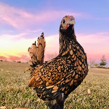 About Me — Ren The House Hen
