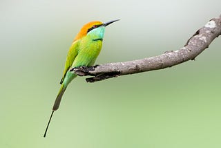 A Bird I Have Promised Myself Not to Photograph Again
