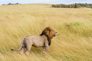 If a Lion Could Speak