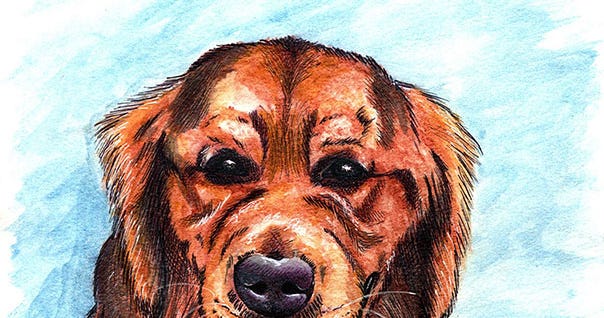 cortisol detection dog training