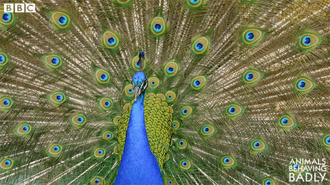 How come male peacocks have beautiful feathers, but not female peahens?