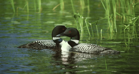 How to Find Your Loon Valentine