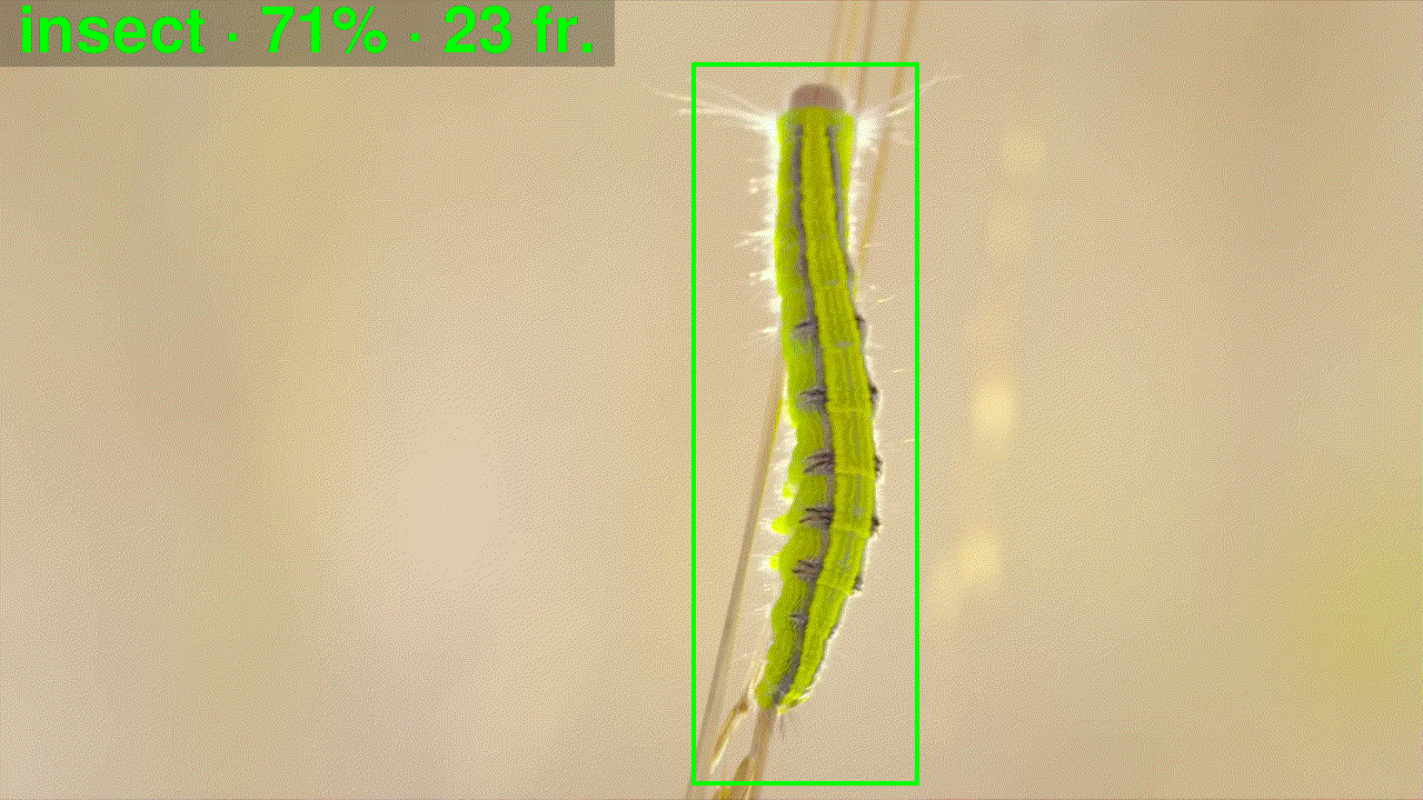 Caterpillar on moving twig
