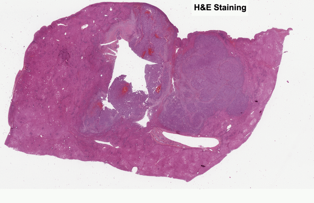 Developing Virtual Staining at Owkin - Owkin - Medium