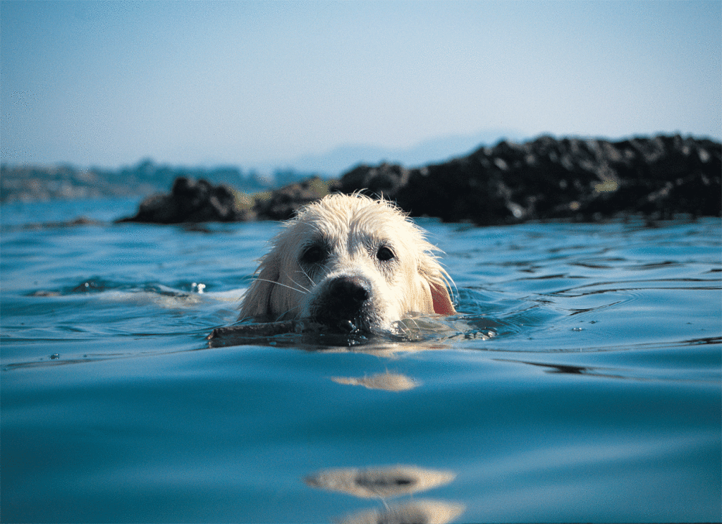 Ecco Le Spiagge Pet Friendly Nelle Marche Mariano