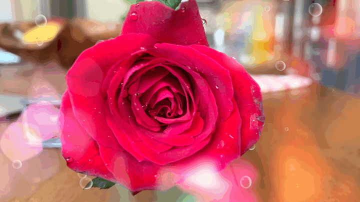 GIF of red roses