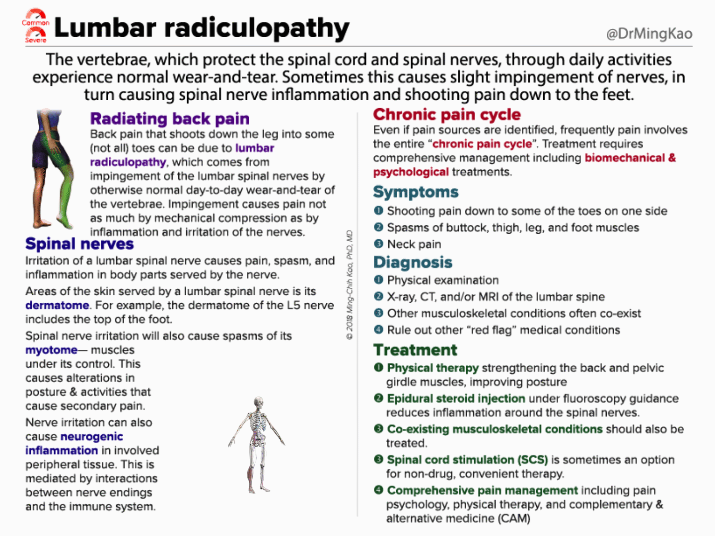 Lumbar radiculopathy. The vertebrae, which protect the spinal… | by Dr