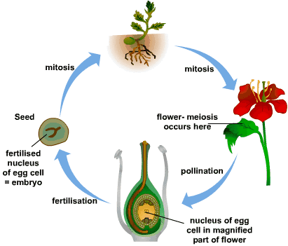 MCQ ON PLANT REPRODUCTION | by Biology Experts Notes | Medium
