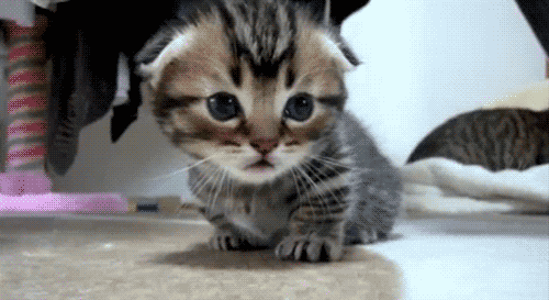 21 Awesome Facts About Cats You Probably Didn T Know By Relax My Cat Medium 21 awesome facts about cats you