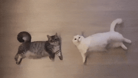 Cute cats yawning