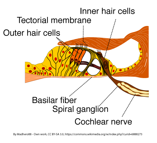 BSPEED_Sound_HairCells