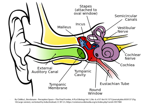 BSPEED_EarAnatomy