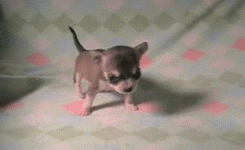 cute puppy learning to walk