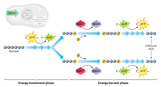 glycolysis