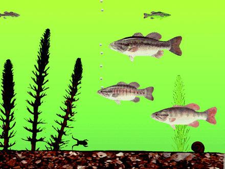 Scene of a fish tank, including three large fish, a green “water” background, a sandy floor, and some small fish, as well as dark colored seaweed, a frog, and snail (which are small and not as easily spotted to my Western eyes).