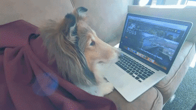 Dog watching video on laptop