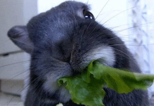 Close up of a rabbit chewing on a piece of lettuce.