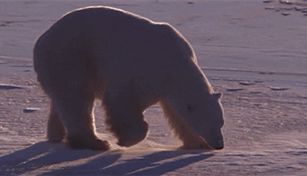 北极熊懒洋洋地滑动的动画图像，其胸部穿过冰