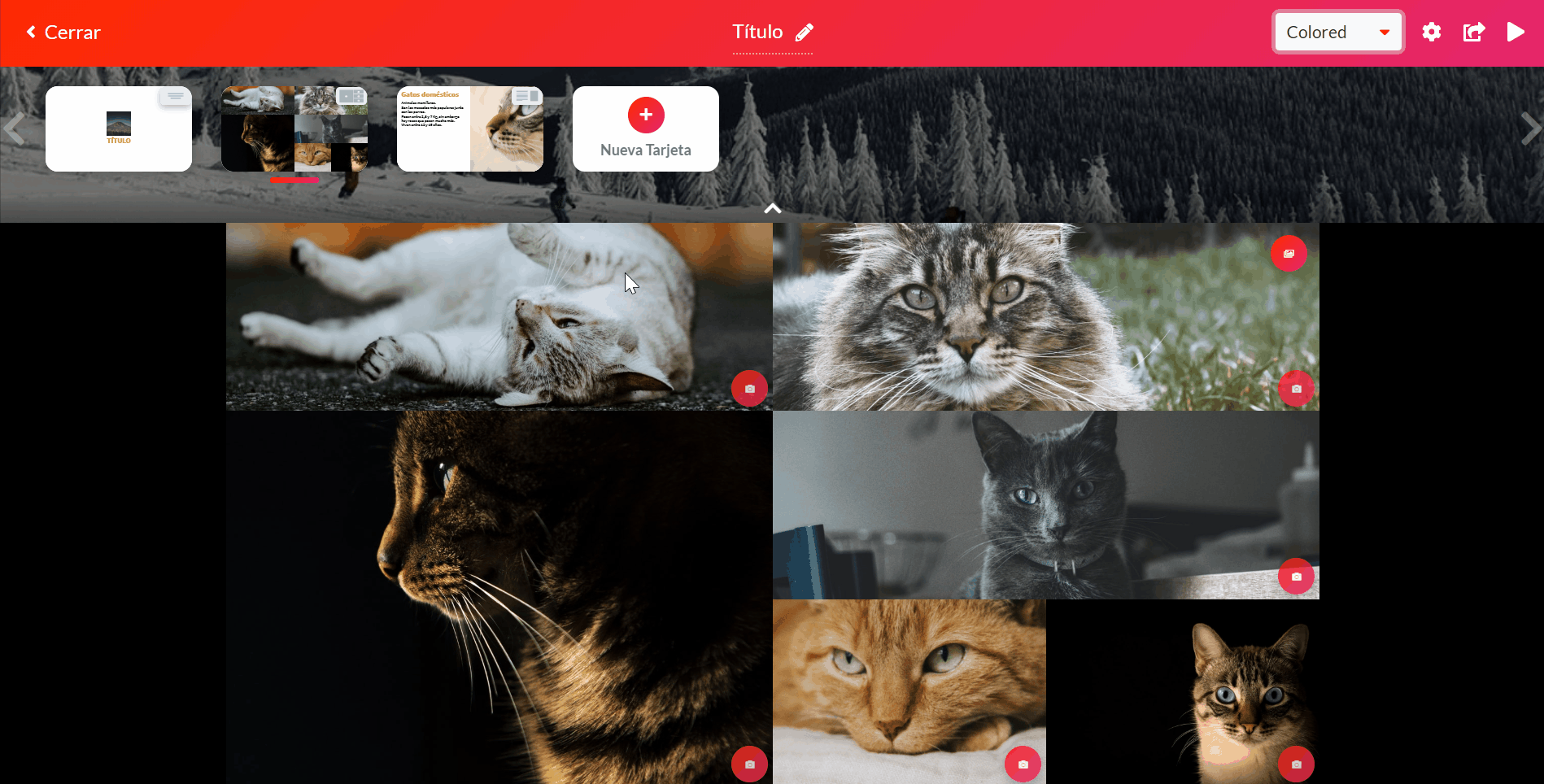 Galería de gatos en Suift