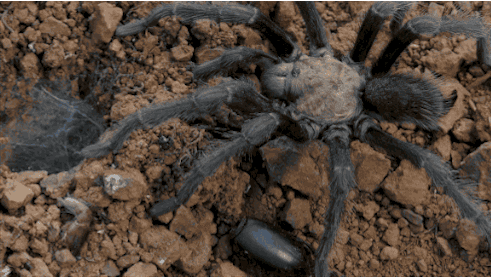 tarantula bouncing back and forth while standing on dirt