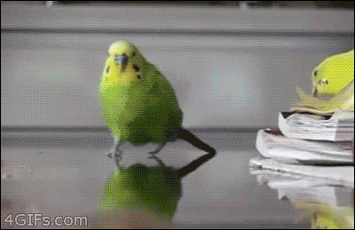 Epic parrot running from explosion