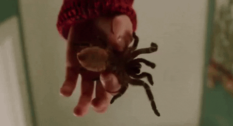 tarantula being placed on a screaming man’s face
