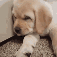 gif of a cute puppy falling asleep