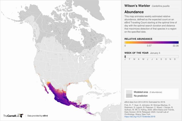 weekly relative abundance of wilson’s warblers moving across the US. Map showing migratory movement in gif format