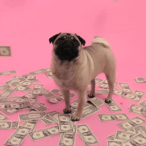 A small pug dog with dollar bills falling from the sky around it against a pink background.