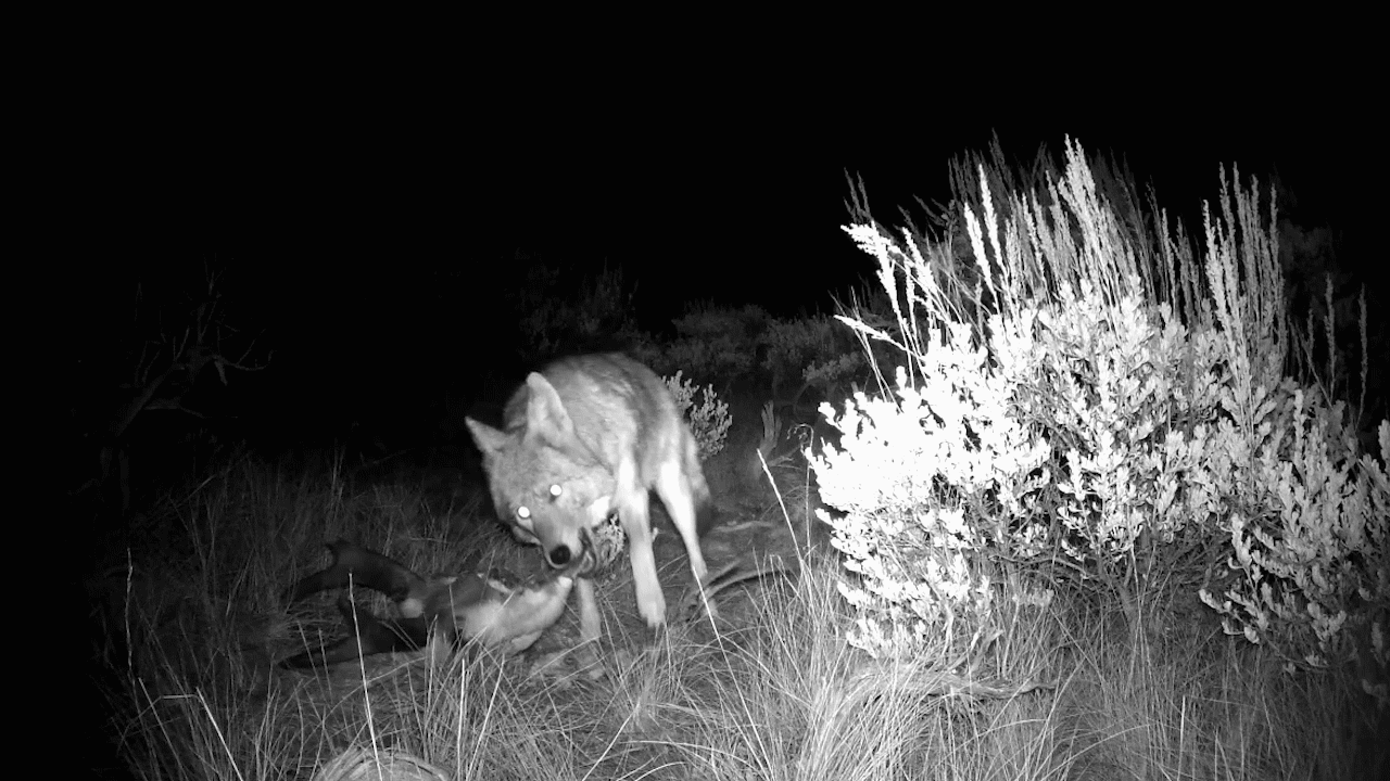 coyote pulling a pronghorn carcass at night.